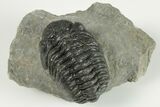 2.1" Detailed Morocops Trilobite Fossil - Morocco - #202994-5